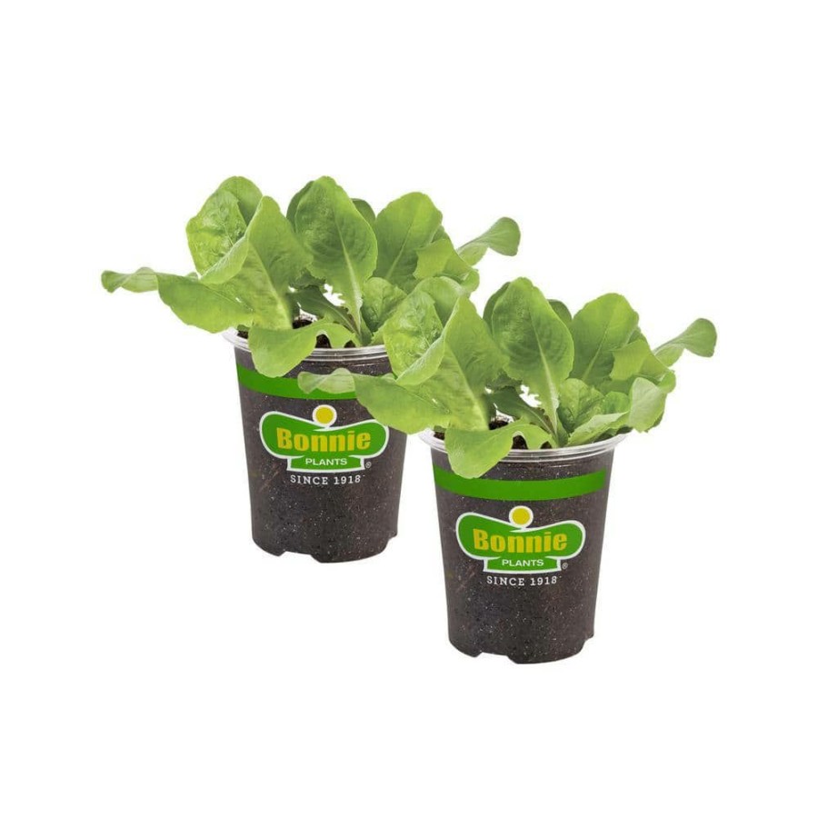 Outdoor Plants * | Buy 19 Oz. Buttercrunch Lettuce Plant (2-Pack) By Bonnie Plants