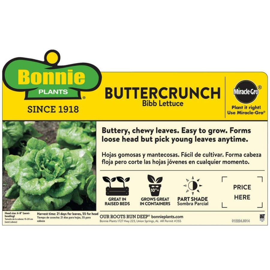 Outdoor Plants * | Buy 19 Oz. Buttercrunch Lettuce Plant (2-Pack) By Bonnie Plants