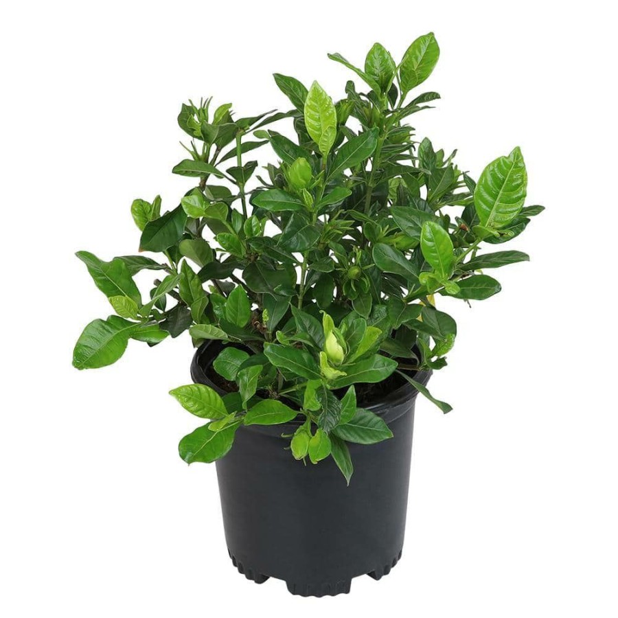 Outdoor Plants * | Buy 1 Gal. Gardenia Jasminoides August Beauty Shrub Plant By Altman Plants