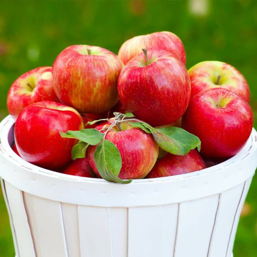 Outdoor Plants * | Best Pirce 5 Gal. Honeycrisp Apple Tree By Brighter Blooms