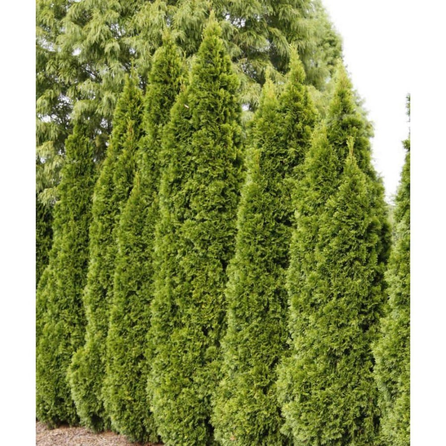 Outdoor Plants * | Brand New 2.25 Gal. Pot Emerald Green Arborvitae (Thuja), Live Evergreen Shrub (1-Pack) By Spring Hill Nurseries