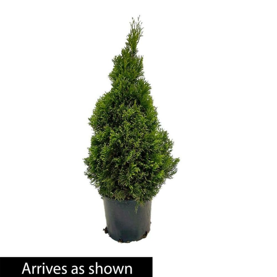 Outdoor Plants * | Brand New 2.25 Gal. Pot Emerald Green Arborvitae (Thuja), Live Evergreen Shrub (1-Pack) By Spring Hill Nurseries