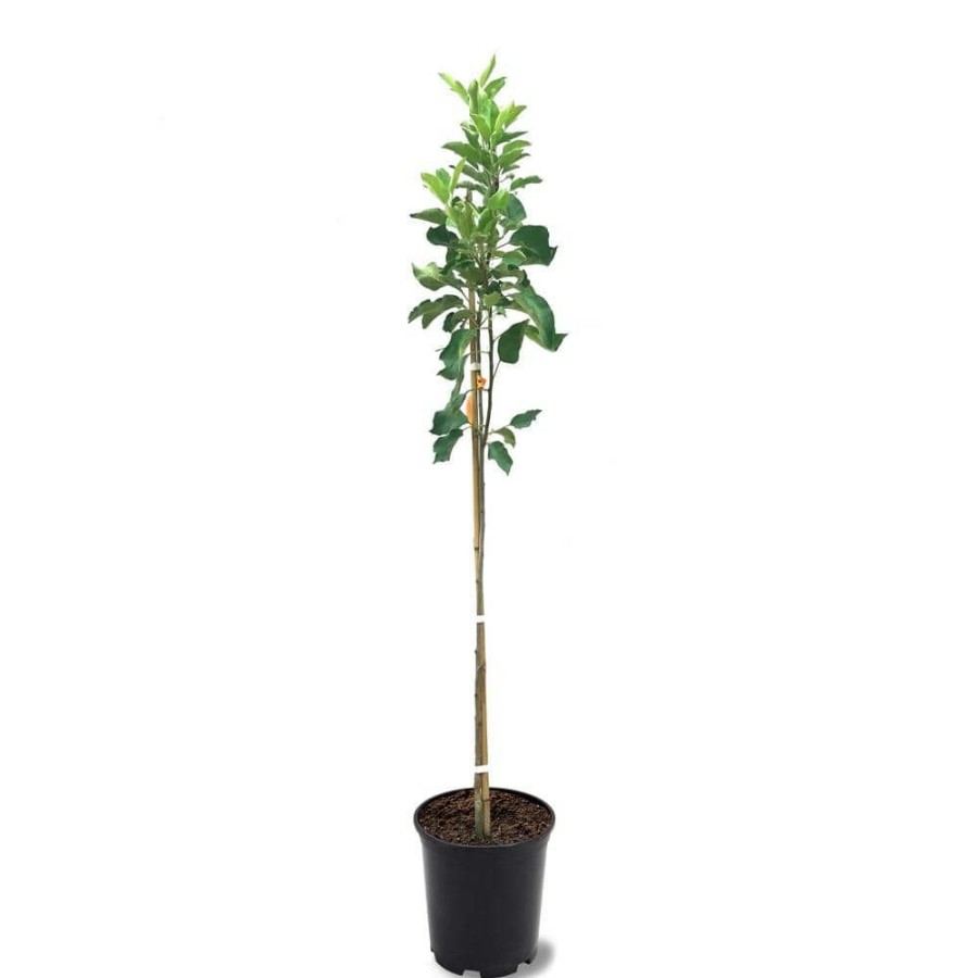 Outdoor Plants * | Brand New 1 Gal. Suncrisp Apple Tree By Unbranded