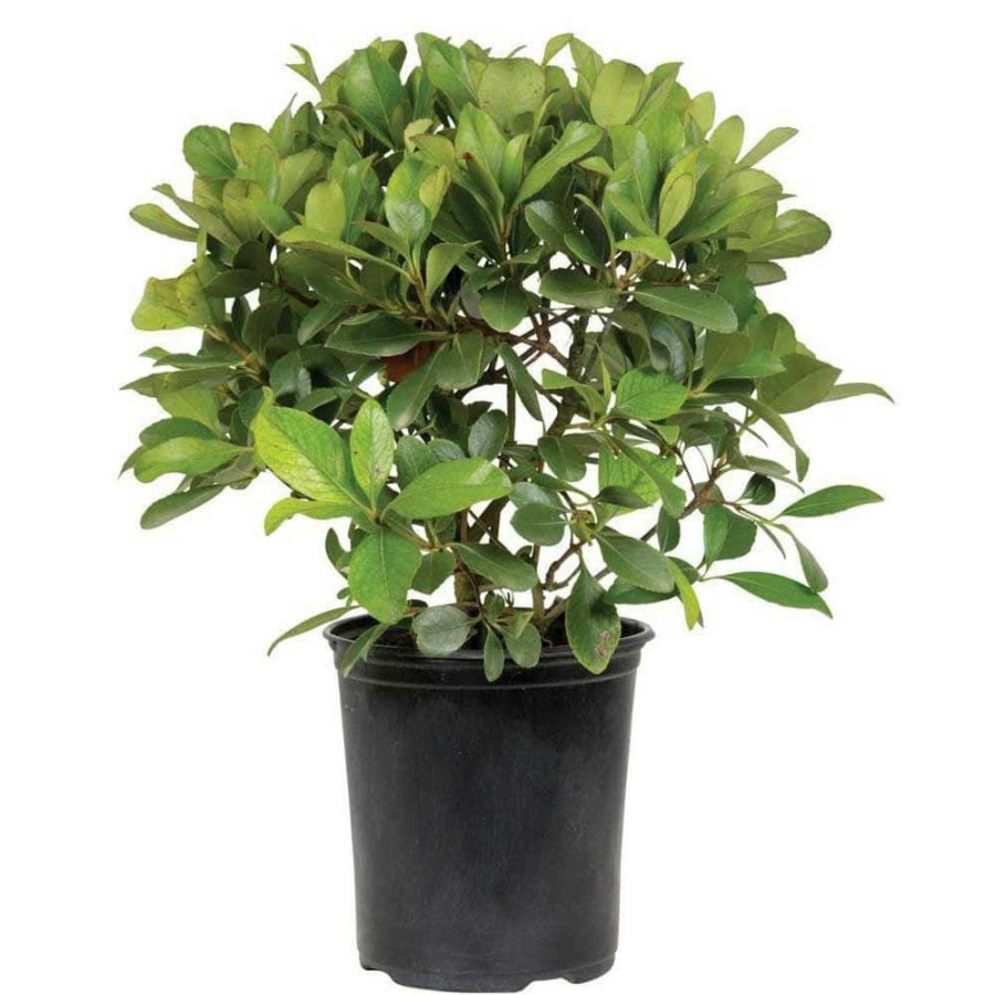 Outdoor Plants * | Best Pirce 2.5 Qt. Snow White Indian Hawthorn, Live Evergreen Shrub, White Blooms By Flowerwood