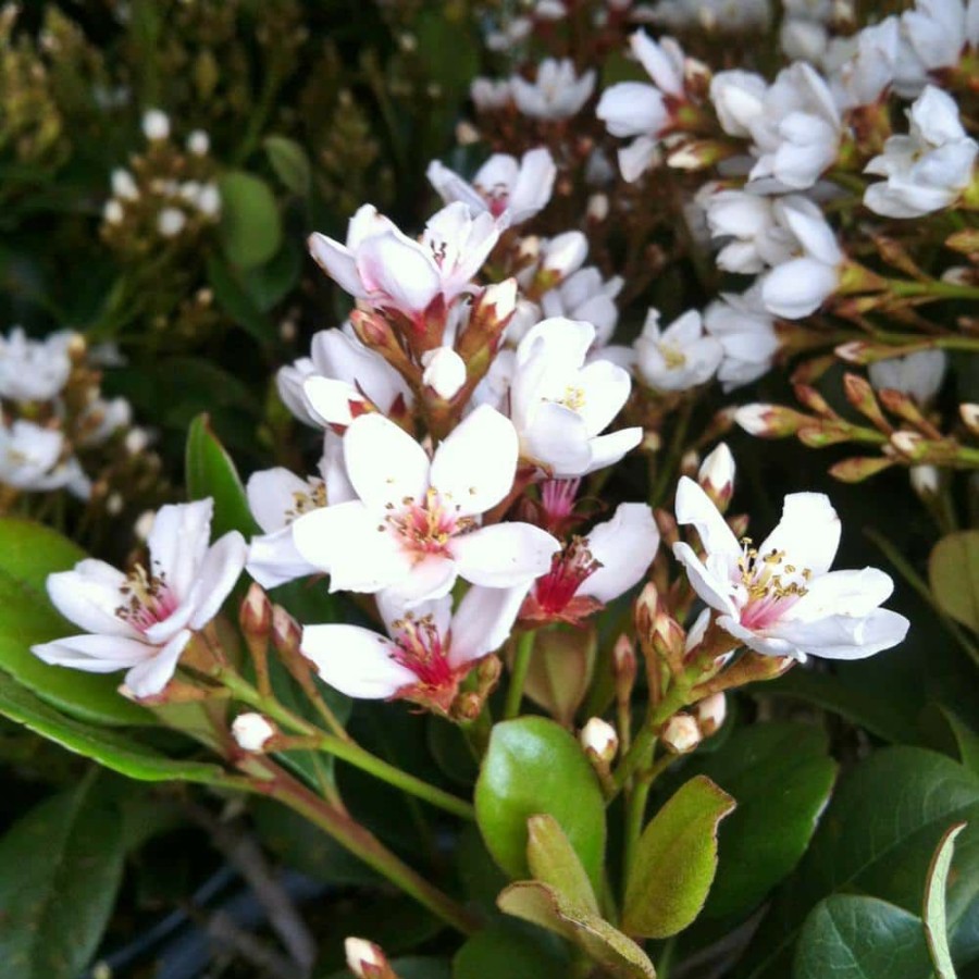 Outdoor Plants * | Best Pirce 2.5 Qt. Snow White Indian Hawthorn, Live Evergreen Shrub, White Blooms By Flowerwood