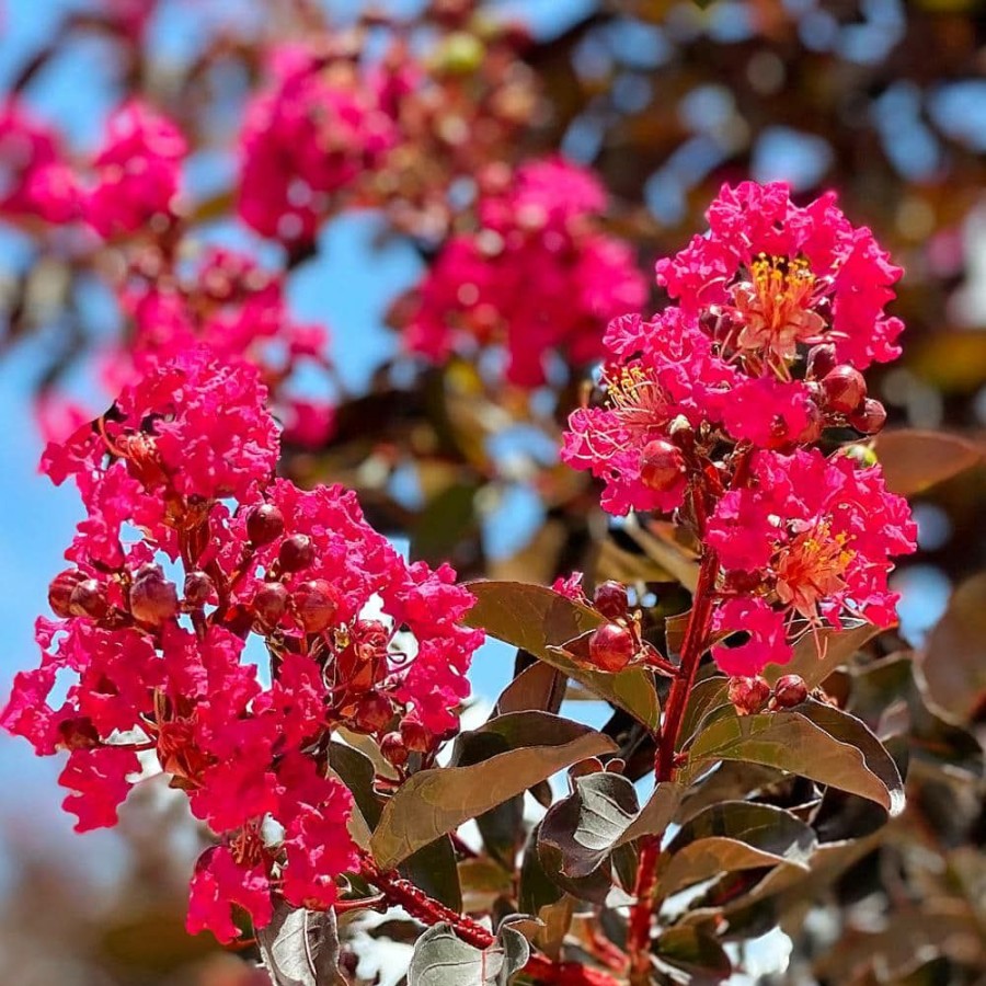 Outdoor Plants * | Buy 7 Gal. Mystic Magenta Crape Myrtle Tree By Black Diamond