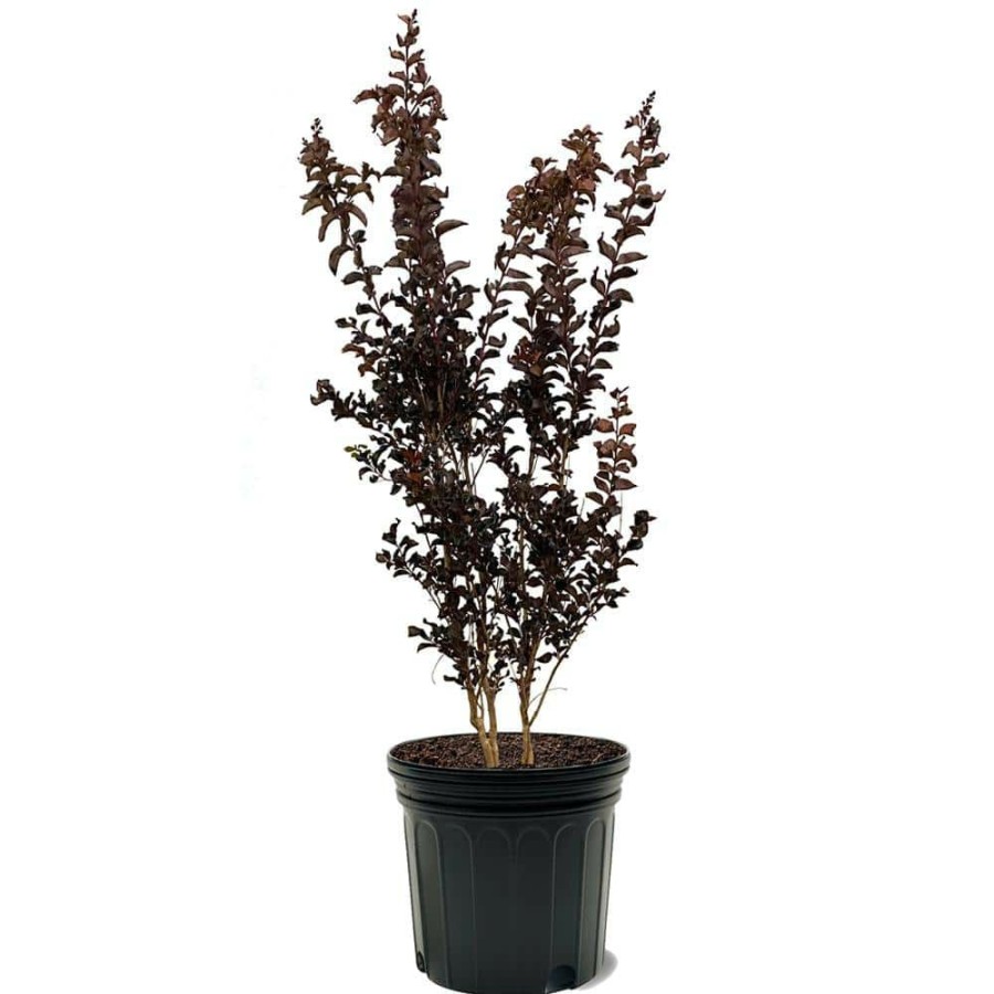 Outdoor Plants * | Buy 7 Gal. Mystic Magenta Crape Myrtle Tree By Black Diamond