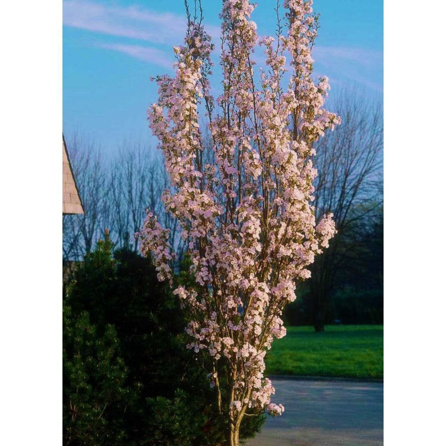 Outdoor Plants * | Cheap 3 Ft. Amanogawa Cherry Blossom Tree With Narrow Columnar Growth And Profuse Pale Pink Flowers By Online Orchards