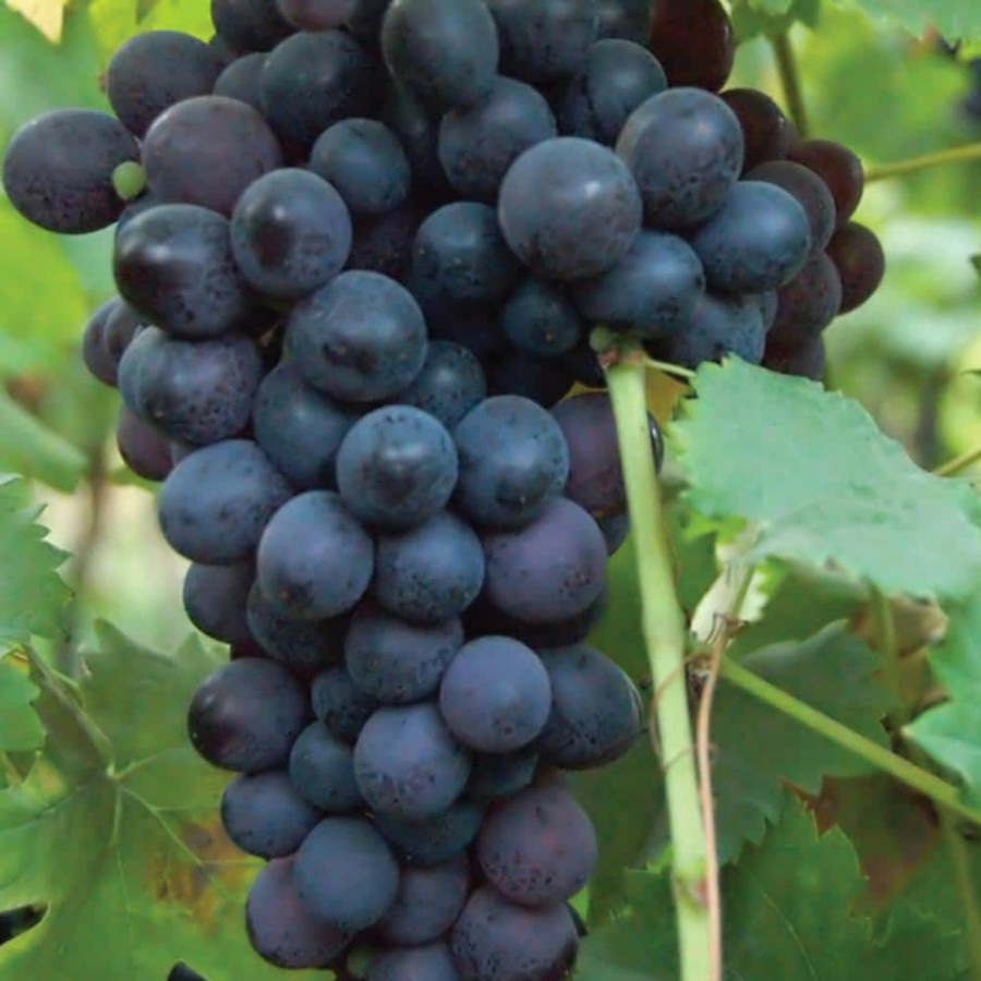 Outdoor Plants * | Hot Sale Grapes Thomcord Seedless Plants (3-Pack) By Van Zyverden