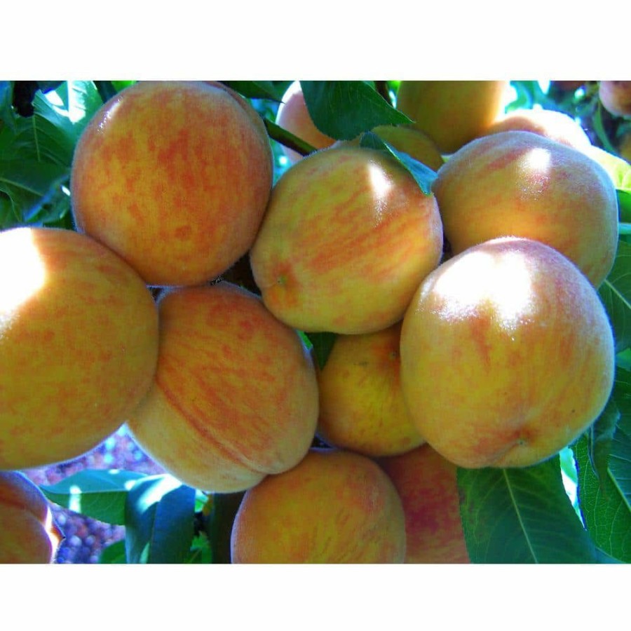 Outdoor Plants * | Hot Sale Suncrest Peach Tree Bare Root By Online Orchards