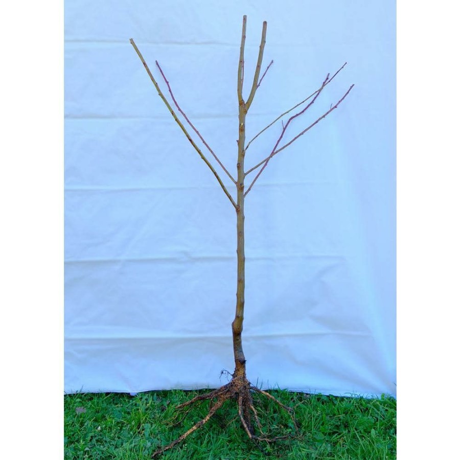 Outdoor Plants * | Hot Sale Suncrest Peach Tree Bare Root By Online Orchards