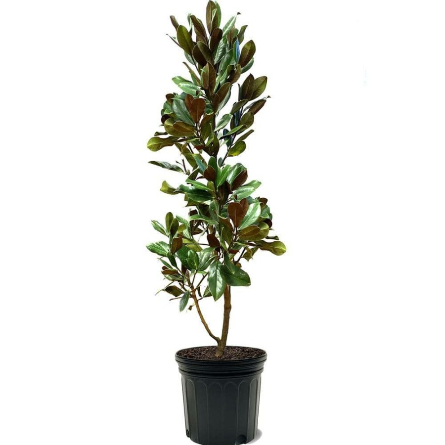 Outdoor Plants * | Wholesale #7 Pot White Flowering D.D. Blanchard Evergreen Magnolia Tree By Unbranded