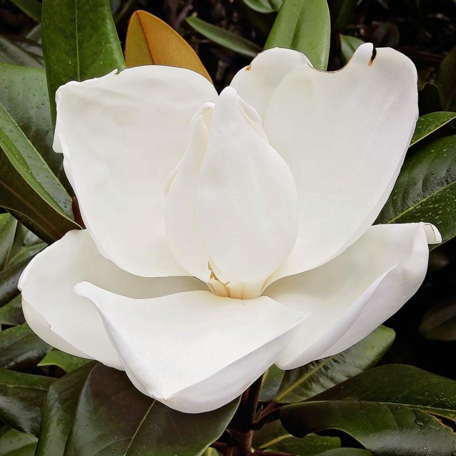 Outdoor Plants * | Wholesale #7 Pot White Flowering D.D. Blanchard Evergreen Magnolia Tree By Unbranded