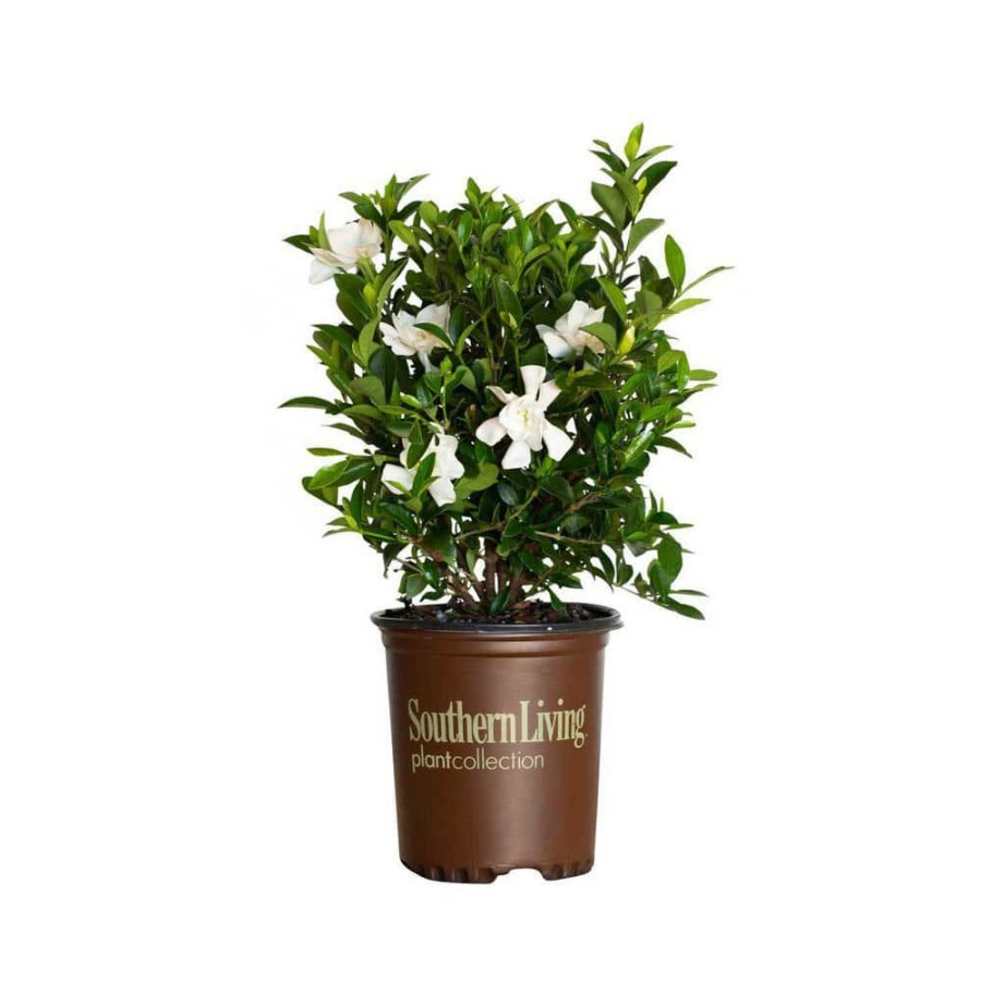 Outdoor Plants * | New 2.5 Qt. Jubilation Gardenia, Live Evergreen Shrub, White Fragrant Blooms By Southern Living