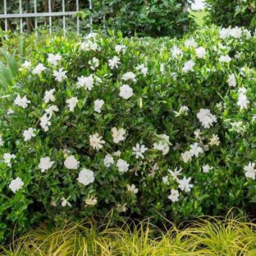 Outdoor Plants * | New 2.5 Qt. Jubilation Gardenia, Live Evergreen Shrub, White Fragrant Blooms By Southern Living