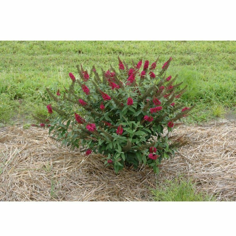 Outdoor Plants * | New 4.5 In. Qt. Miss Molly Butterfly Bush (Buddleia) Live Shrub, Deep Pink Flowers By Proven Winners