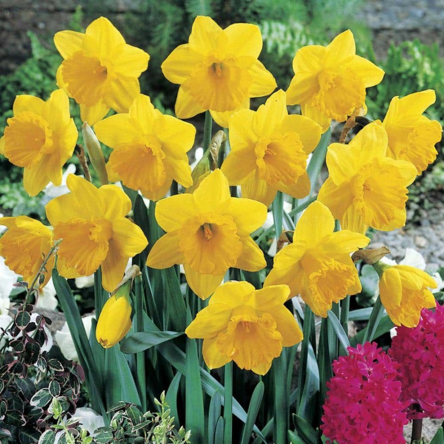 Outdoor Plants * | Deals Dutch Master Trumpet Daffodil Bulbs 25-Pack By Van Bourgondien