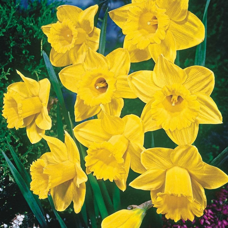 Outdoor Plants * | Deals Dutch Master Trumpet Daffodil Bulbs 25-Pack By Van Bourgondien