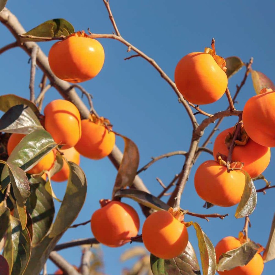 Outdoor Plants * | Flash Sale 2.25 Gal. Deciduous Native Persimmon Tree By National Plant Network