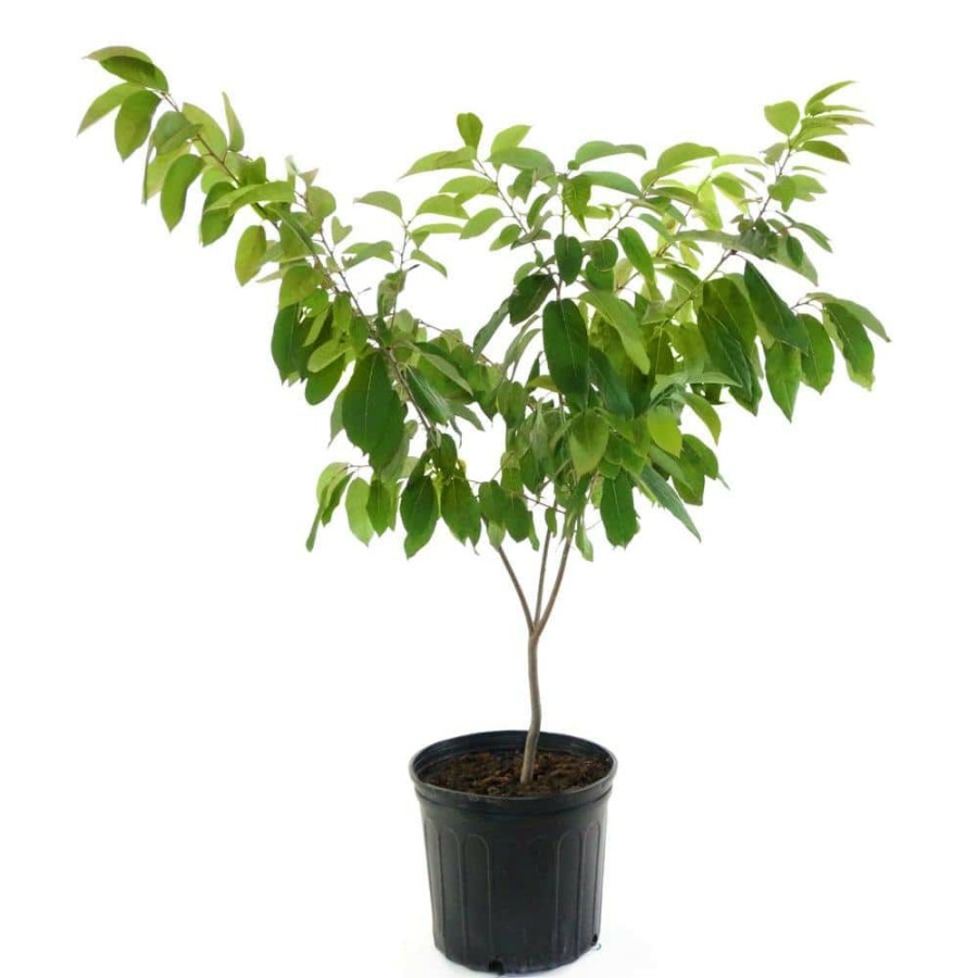 Outdoor Plants * | Flash Sale 2.25 Gal. Deciduous Native Persimmon Tree By National Plant Network