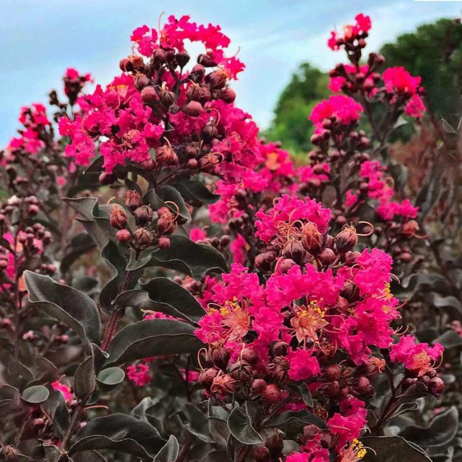 Outdoor Plants * | Budget 3 Gal. Mystic Magenta Crape Myrtle Tree By Black Diamond