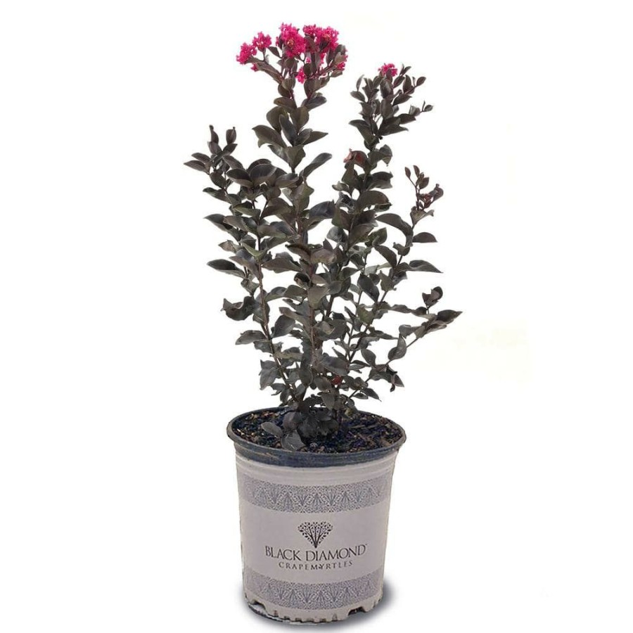 Outdoor Plants * | Budget 3 Gal. Mystic Magenta Crape Myrtle Tree By Black Diamond