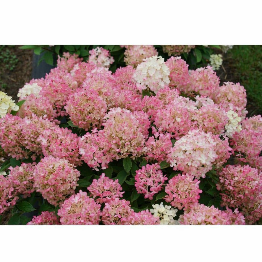 Outdoor Plants * | Flash Sale 1 Gal. Fire Light 'Tidbit' Hydrangea (Arborescens) Live Plant, White And Red Flowers By Proven Winners