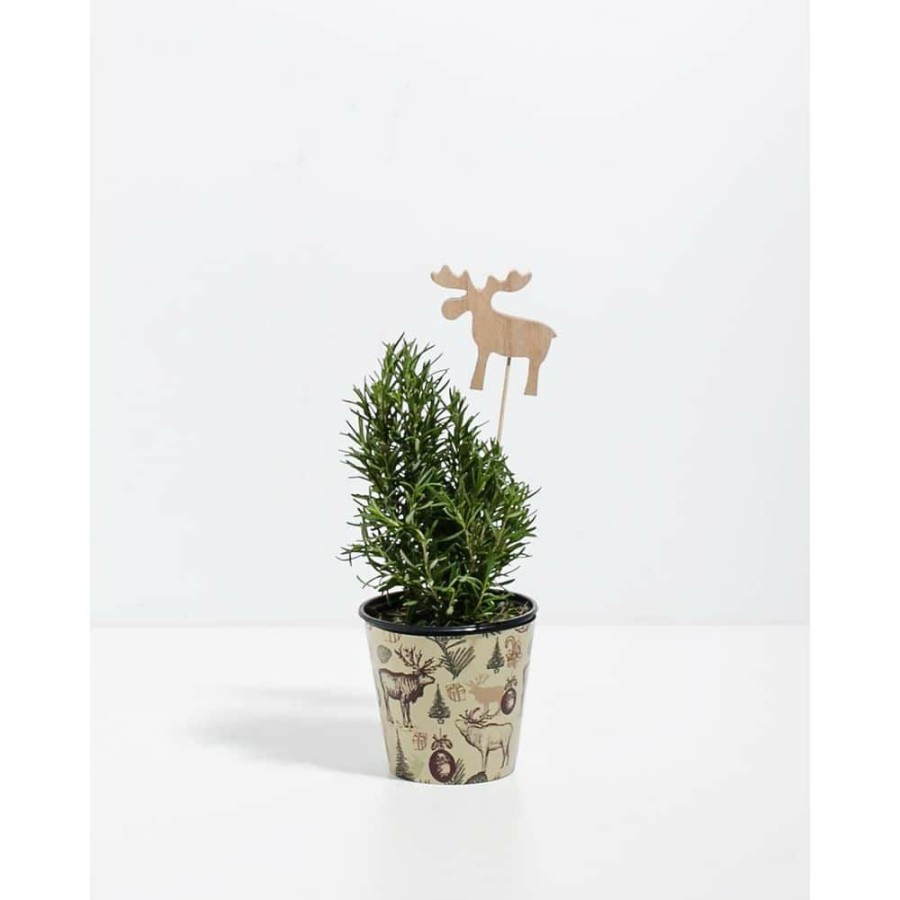 Outdoor Plants * | Outlet Small Rosemary Christmas Tree (Rosmarinus Officinalis) In 4 In. Grower Pot By Lively Root