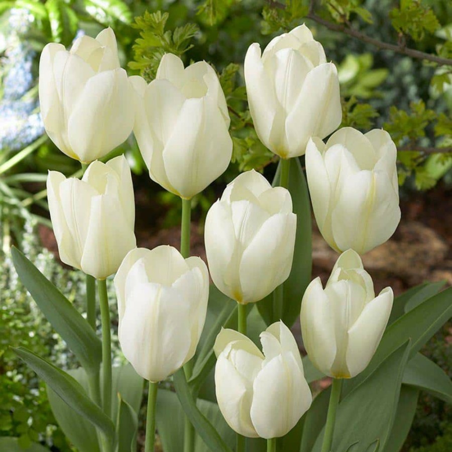 Outdoor Plants * | Hot Sale Tulip White Emperor Flower Bulb (10-Pack) By Bloomsz