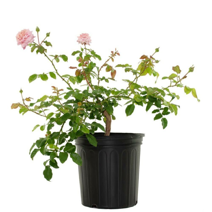 Outdoor Plants * | Best Pirce 2 Gal. Viking Queen Climbing Rose With Pink Blooms By National Plant Network