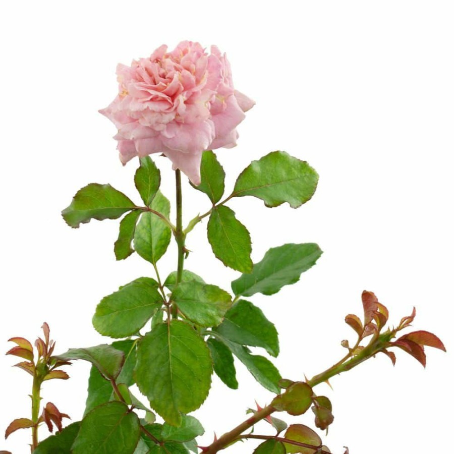 Outdoor Plants * | Best Pirce 2 Gal. Viking Queen Climbing Rose With Pink Blooms By National Plant Network