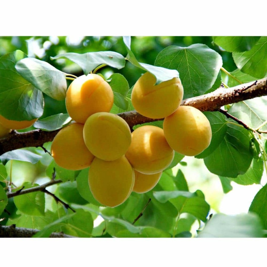 Outdoor Plants * | Best Deal Dwarf Puget Gold Apricot Tree Easiest Growing Apricot Tree (Bare-Root, 3 Ft. To 4 Ft. Tall, 2-Years Old) By Online Orchards