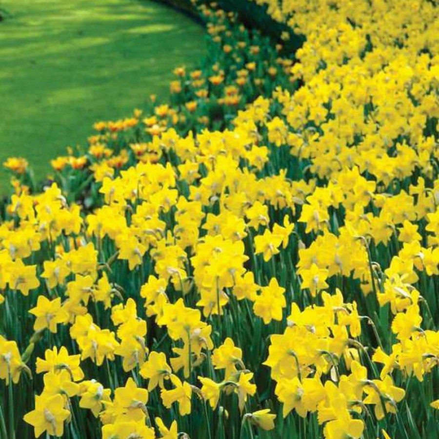 Outdoor Plants * | Best Deal Golden Harvest Trumpet Daffodil Bulbs 100-Pack By Van Bourgondien