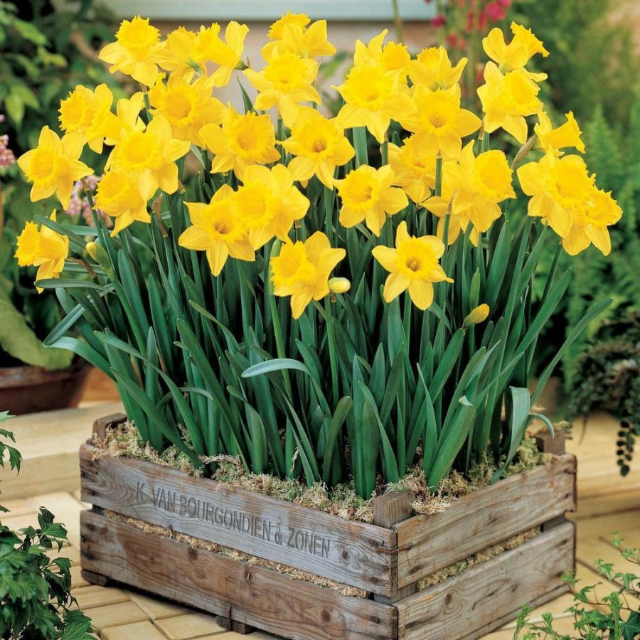 Outdoor Plants * | Best Deal Golden Harvest Trumpet Daffodil Bulbs 100-Pack By Van Bourgondien