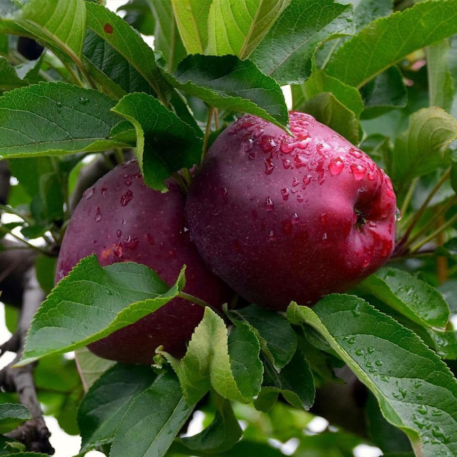 Outdoor Plants * | Discount Red Delicious Apple Tree By Unbranded