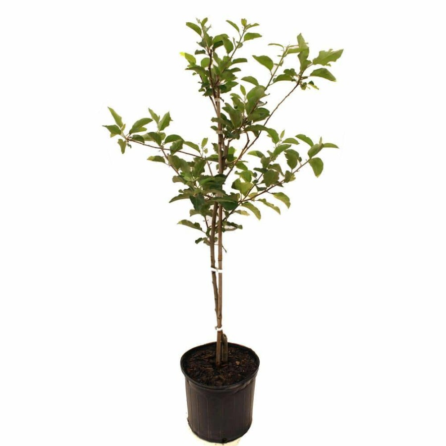 Outdoor Plants * | Discount Red Delicious Apple Tree By Unbranded