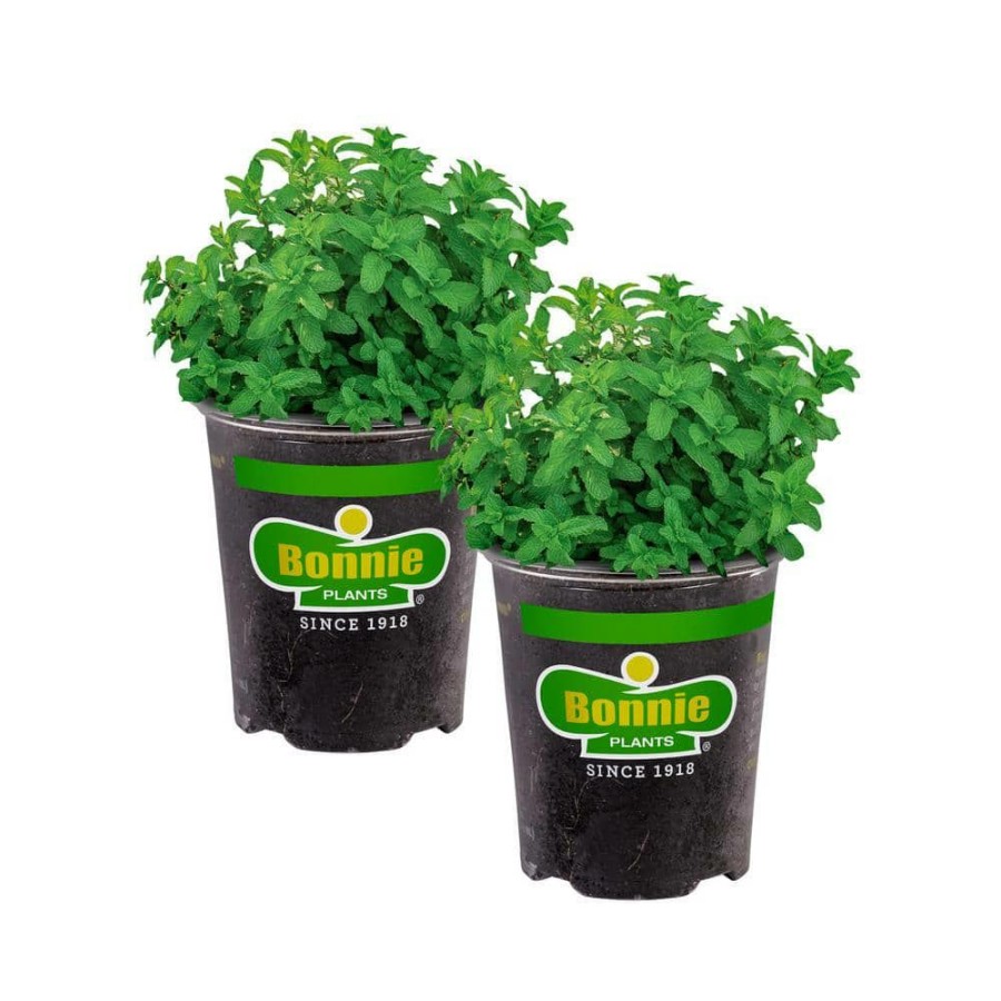 Outdoor Plants * | Best Reviews Of 19 Oz. Lemon Balm Herb Plant (2-Pack) By Bonnie Plants