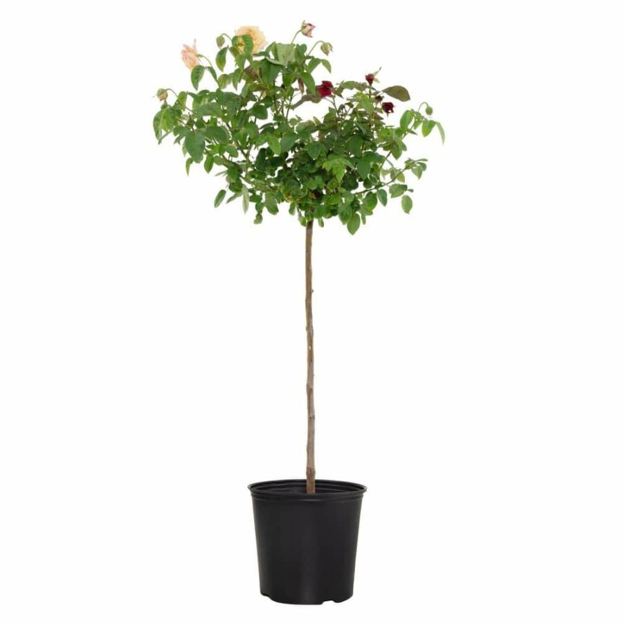 Outdoor Plants * | Promo 2 Gal. Peace Rose Tree With Bi-Color Blooms By National Plant Network