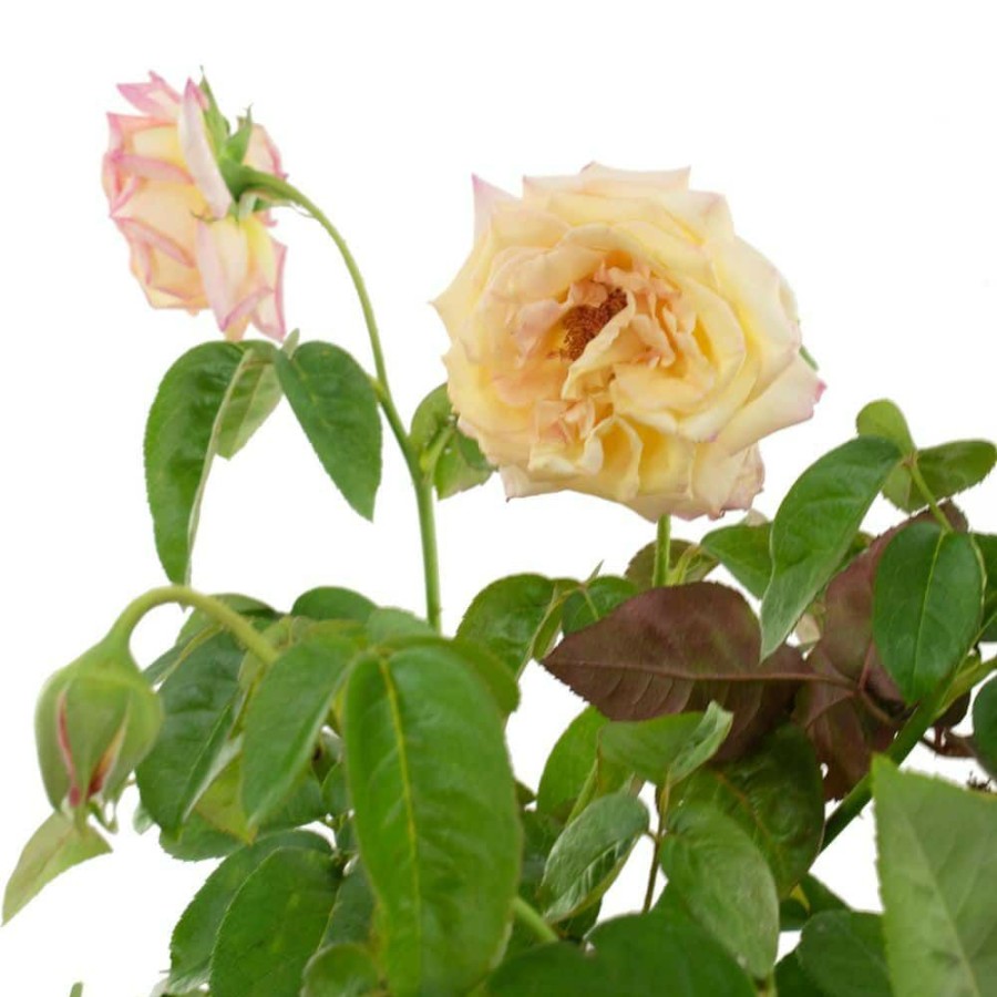 Outdoor Plants * | Promo 2 Gal. Peace Rose Tree With Bi-Color Blooms By National Plant Network