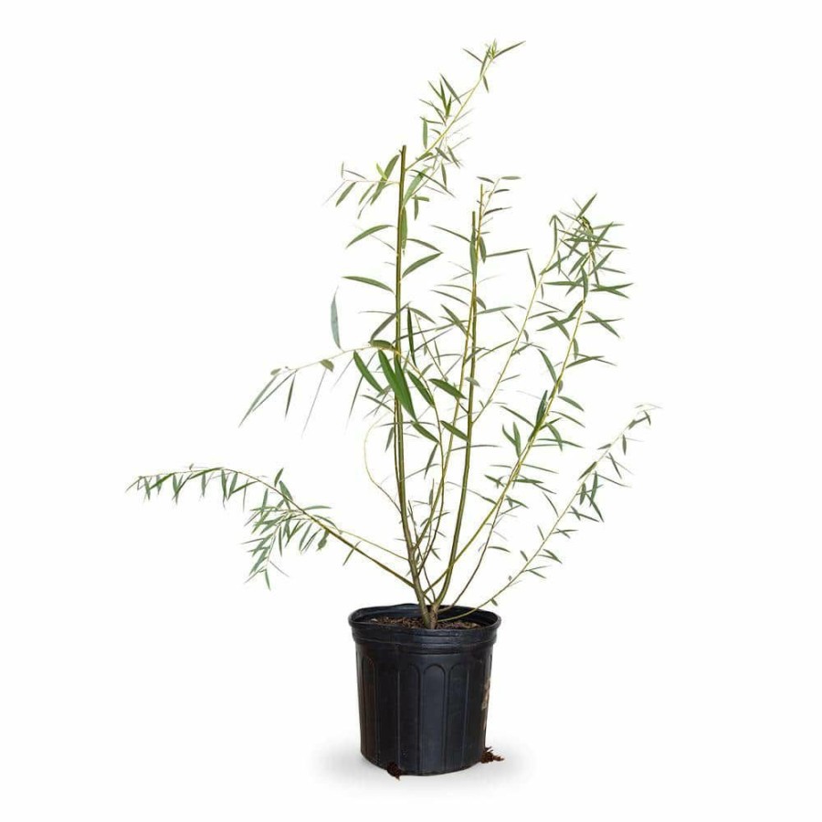 Outdoor Plants * | Outlet 2.5 Gal Weeping Willow Tree, Green Deciduous Tree By Flowerwood