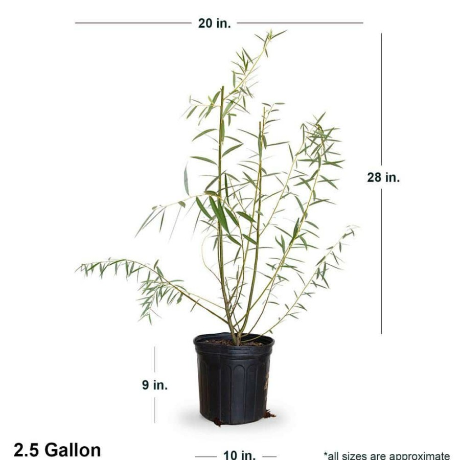 Outdoor Plants * | Outlet 2.5 Gal Weeping Willow Tree, Green Deciduous Tree By Flowerwood