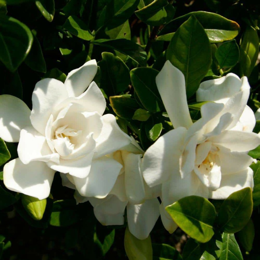 Outdoor Plants * | Best Pirce 3 Gal. Jubilation Gardenia, Live Evergreen Shrub, White Fragrant Blooms By Southern Living