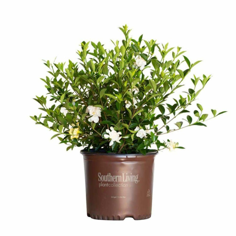 Outdoor Plants * | Best Pirce 3 Gal. Jubilation Gardenia, Live Evergreen Shrub, White Fragrant Blooms By Southern Living