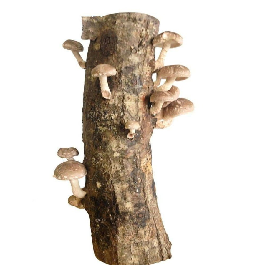 Organic Gardening * | Budget 12 In. Shiitake Mushroom Log By Unbranded