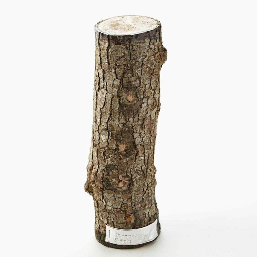 Organic Gardening * | Budget 12 In. Shiitake Mushroom Log By Unbranded