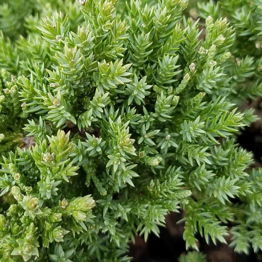 Outdoor Plants * | Budget 2.5 Qt. Procumbens Nana Juniper Live Groundcover Plant By Flowerwood