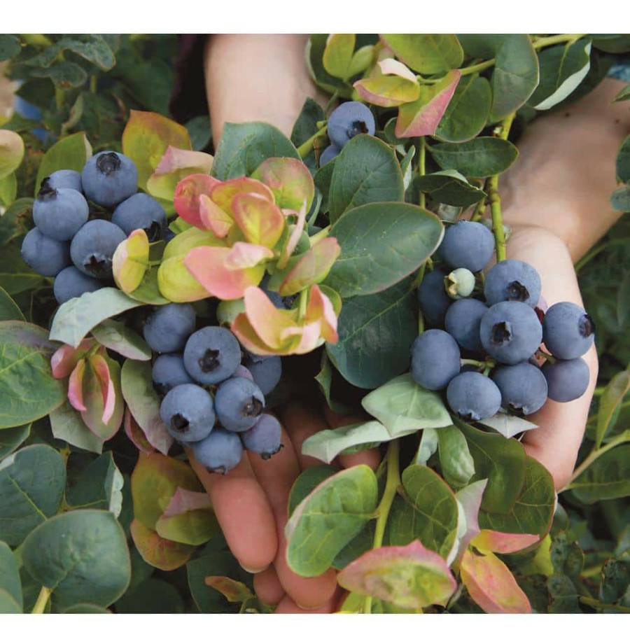 Outdoor Plants * | Discount 1 Gal. Bushel And Berry Peach Sorbet Blueberry Plant