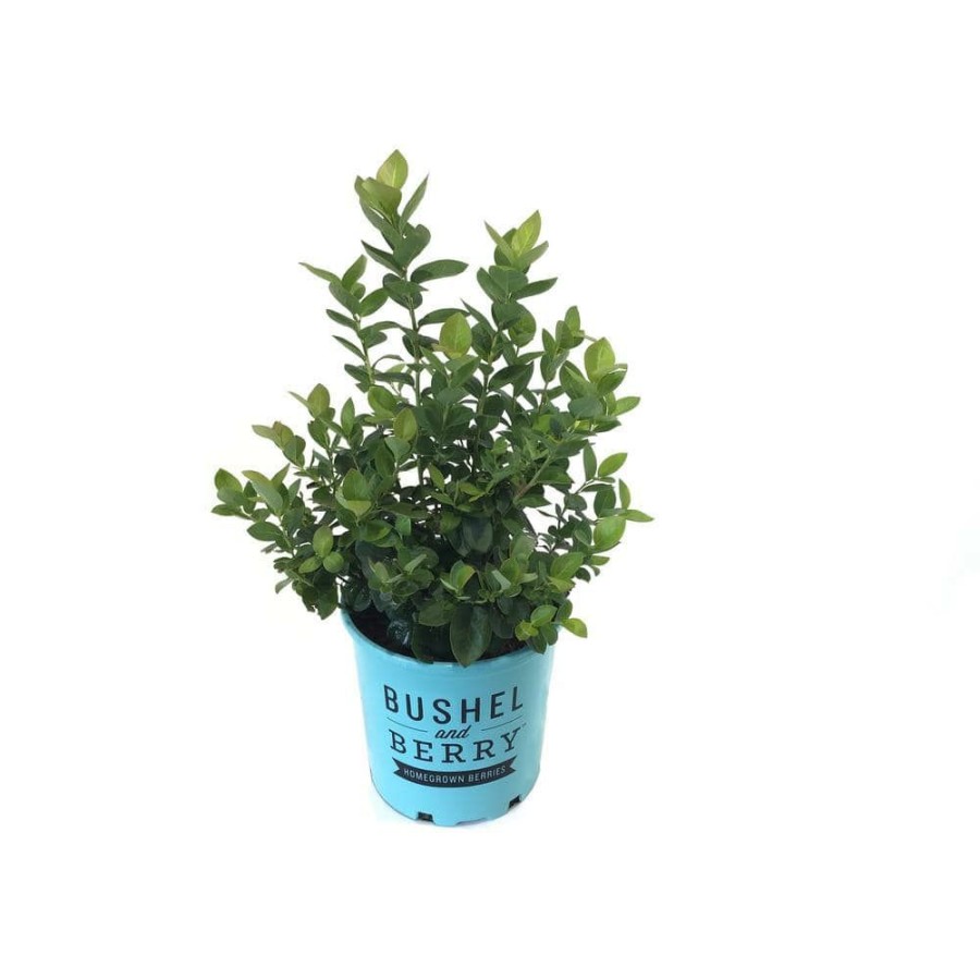 Outdoor Plants * | Discount 1 Gal. Bushel And Berry Peach Sorbet Blueberry Plant