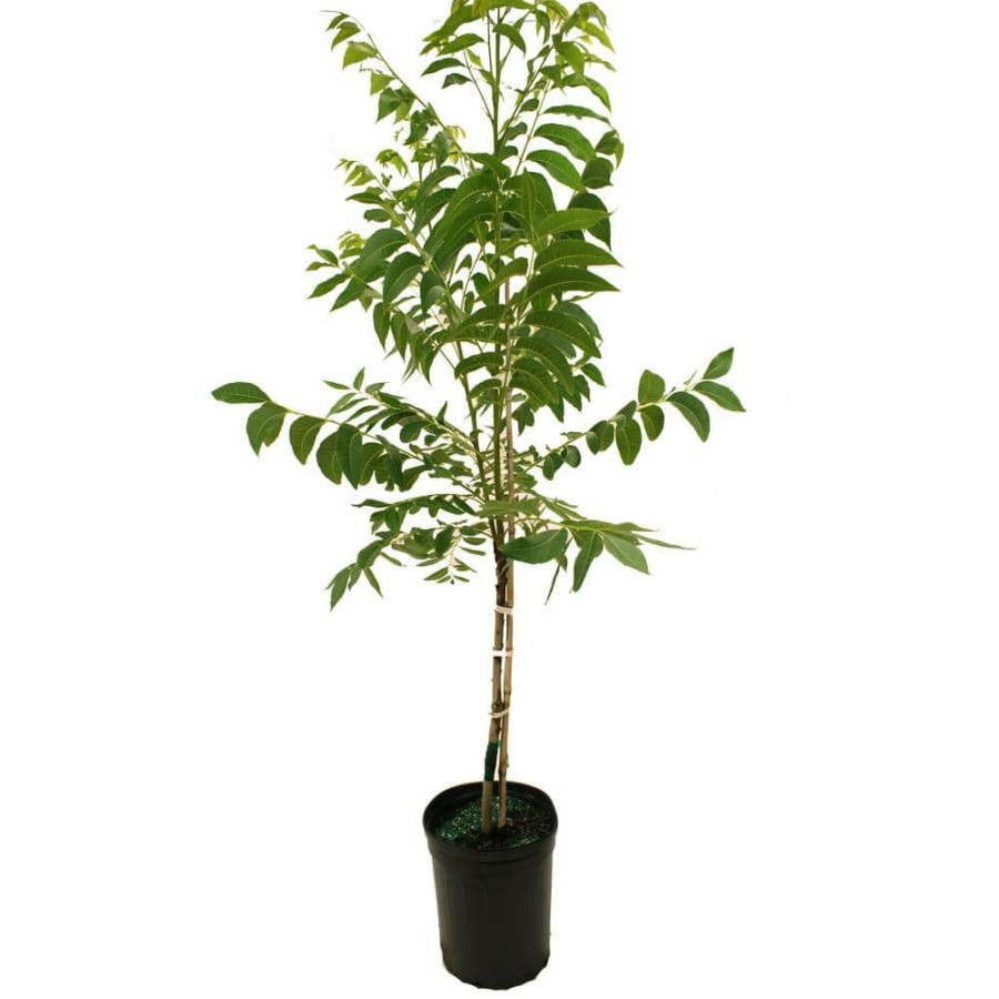 Outdoor Plants * | Flash Sale Pawnee Pecan Tree By Unbranded