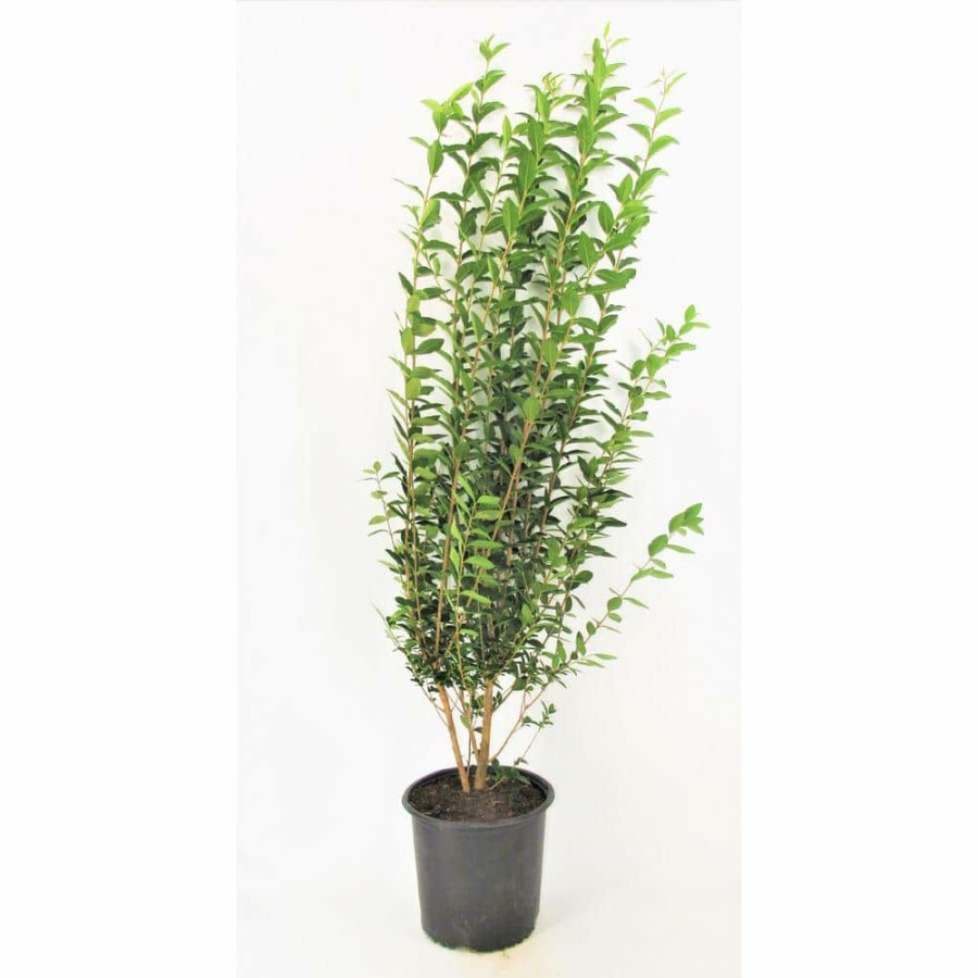 Outdoor Plants * | Top 10 3 Gal. California Privet (Ligustrum) Flowering Live Shrub With White Flowers By Bell Nursery